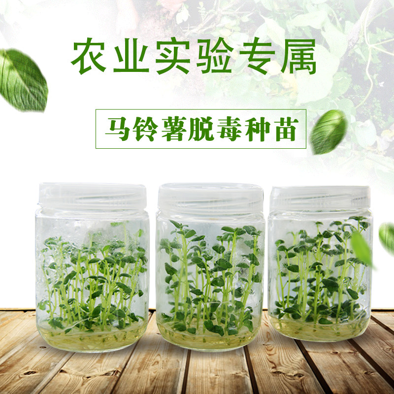 山东博山:花卉出口产销旺(图1)