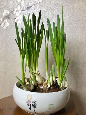 早春是球根花卉盛开的季节我喜欢早春花开喧闹的场景她们簇拥着歌唱着告诉我们冬的结束春的到来一年中最美的光景在她们的歌声中拉开了帷幕。(图1)