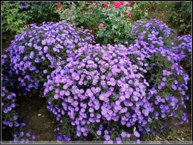 紫叶酢浆草种球发芽率好(图1)