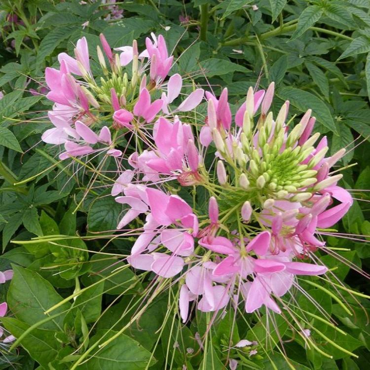 石林县延伸永生花产业链——云花“冻龄”出海(图1)
