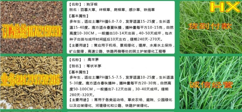 琼海：合规护航航天山柚种子落地焕新机(图1)
