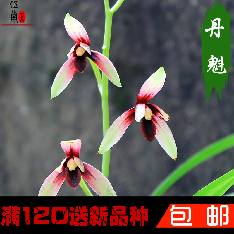 杂草变花境成都绕城绿道探索自生荒野种植新模式(图1)