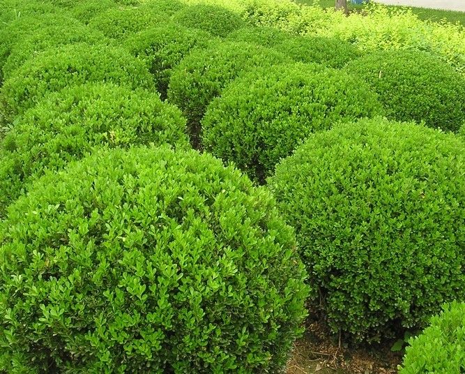2026年5月工程用苗厂家推荐指南:工程用苗木公司优选!(图1)