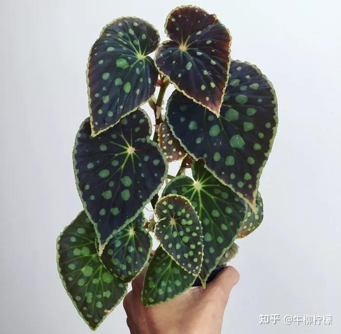 每日快讯-砍柴网(图1)