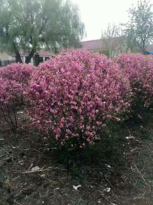 校园绿植造型也能育人(图1)