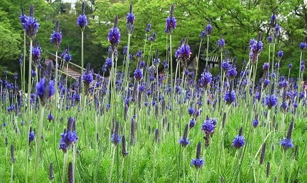 “窈窕淑女”球根海棠花开胜似茶花、牡丹手把手教你上盆栽种(图1)