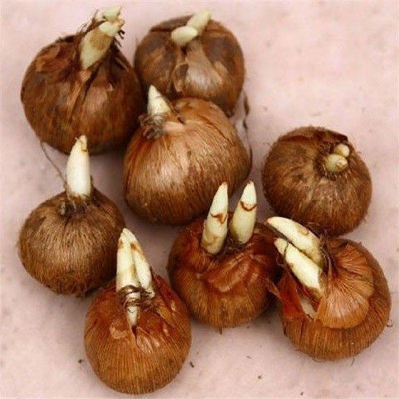 种球花卉推荐“冬天不种球春天看个球”这几款都是多年生耐热耐寒养护简单还会越长越多每年开花花卉郁金香庭院(图1)